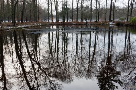  De Lotusvijver en de Zacht Gebeeldhouwde Spiegeling van het Licht!