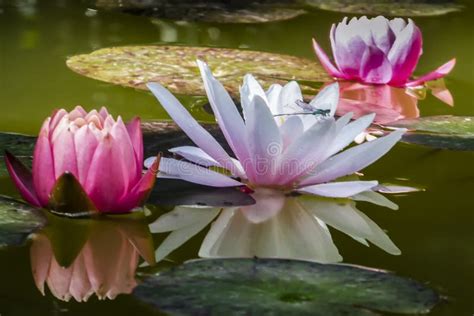 Drie Voorouders Op Een Lotusbloem!: Een Blick in de Mystieke Wereld van Oud-Vietnamees Kunst